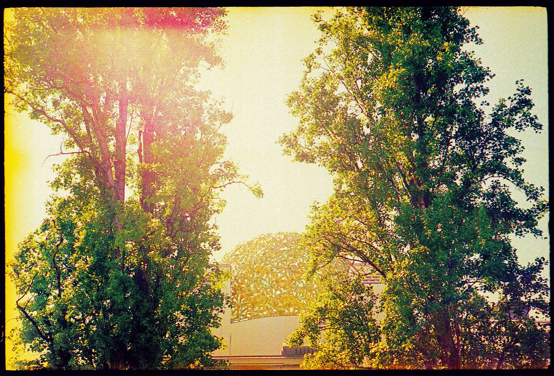 Yellows