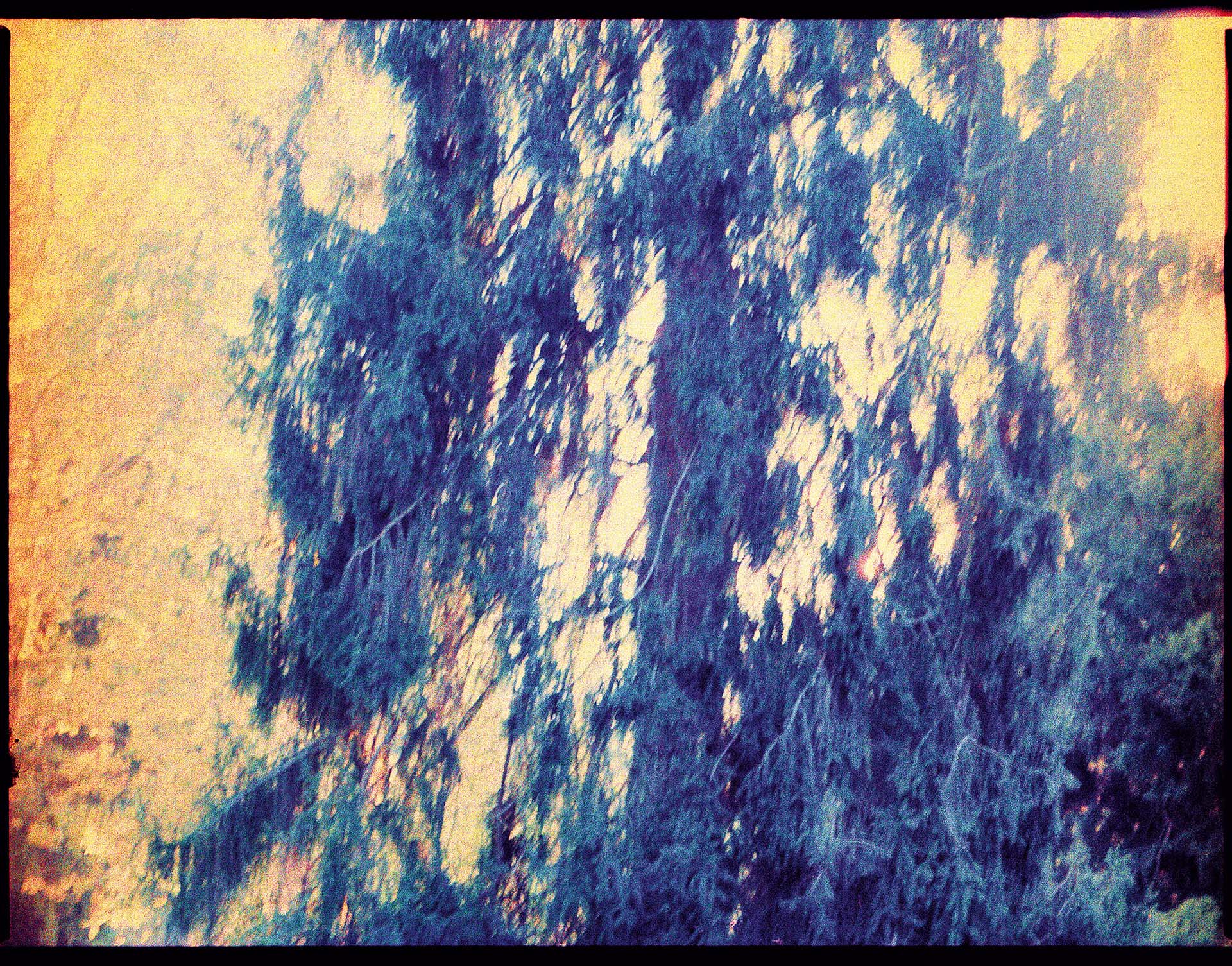Tree Tales